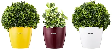 Amazon Brand Solimo Round Planter Set of 3 Yellow White Claret 