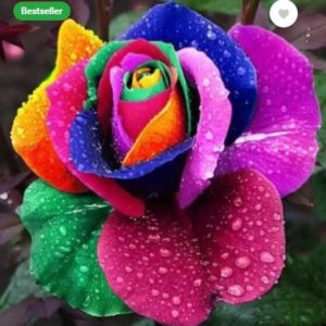 Elif Rainbow color Rose plant Seed  (100 per packet)