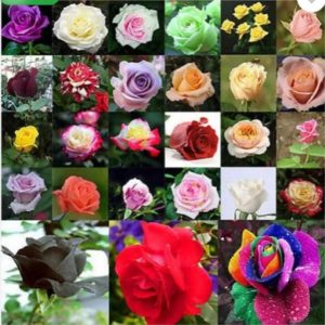 Priyathams Imported Worlds Rare 27 colors of (100 seed all mix) Rose Plant Seed  (100 per packet)