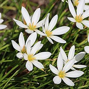 Kraft Seeds Zephyranthes Lily Rain Lily White Rs 25 amazon dealnloot