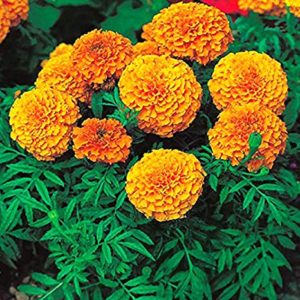 Kraft Seeds African Marigold Flower KS Spl Rs 46 amazon dealnloot